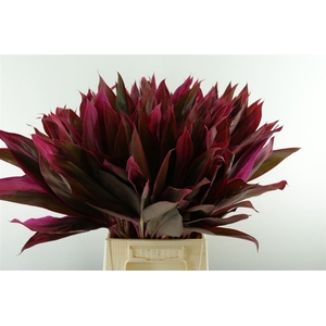 Cordyline Ivory Red Top