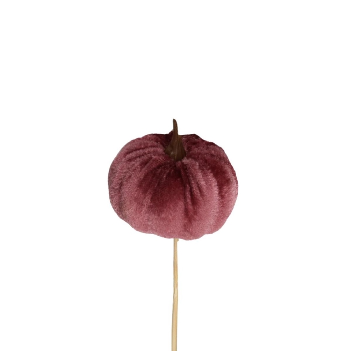 <h4>10cm Pompoen velvet 6cm</h4>