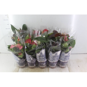 ANTHURIUM VARIADO P12