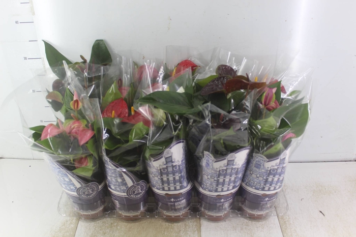 <h4>ANTHURIUM VARIADO P12</h4>