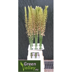 EREMURUS ROMANCE