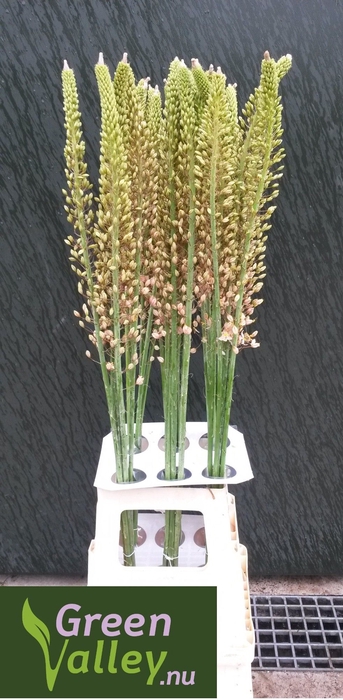 <h4>EREMURUS ROMANCE</h4>