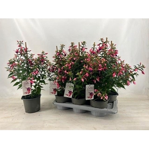 FUCHSIA ROSALIEN