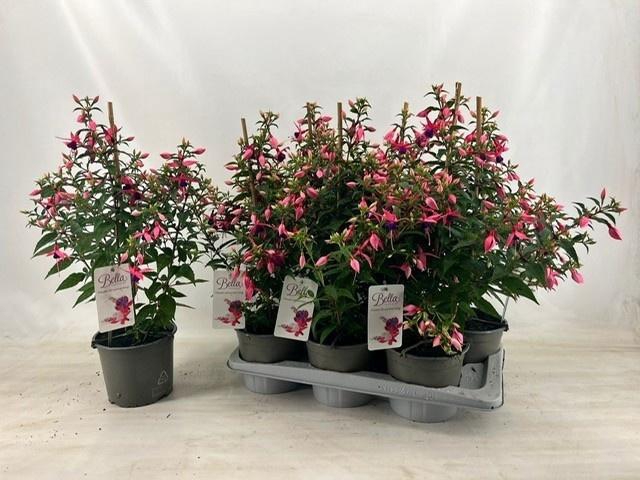 <h4>FUCHSIA ROSALIEN</h4>