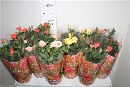 <h4>Ro Fav Ro Gem 4 Srt</h4>