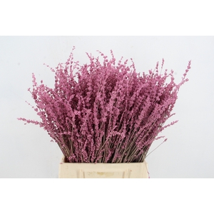 DF Lavender Bs Pink