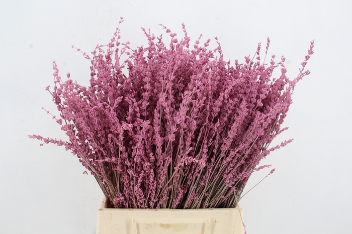 <h4>DF Lavender Bs Pink</h4>