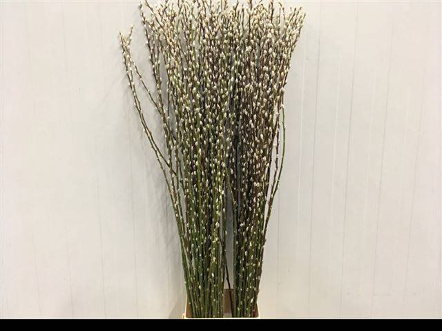 <h4>SALIX CA SNOW FLAKE</h4>