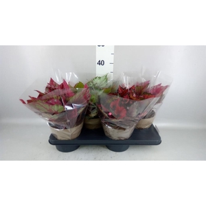 Begonia BD rex 'Beleaf' ...mix
