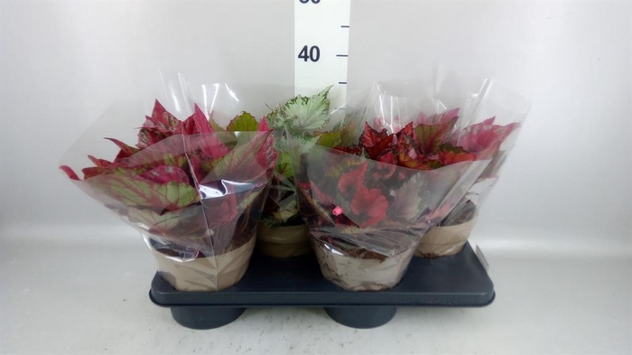 <h4>Begonia BD rex 'Beleaf'  ...mix</h4>