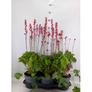 Heuchera   ...
