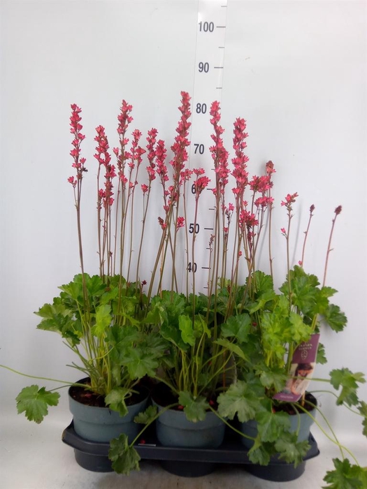 <h4>Heuchera   ...</h4>