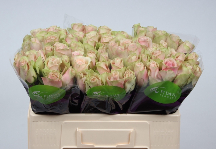 <h4>R GR LA BELLE</h4>