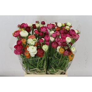 RAN ELEGANCE RAINBOW