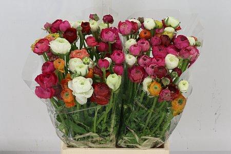 <h4>RAN ELEGANCE RAINBOW</h4>