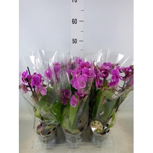 Phalaenopsis multi.   ...lilac