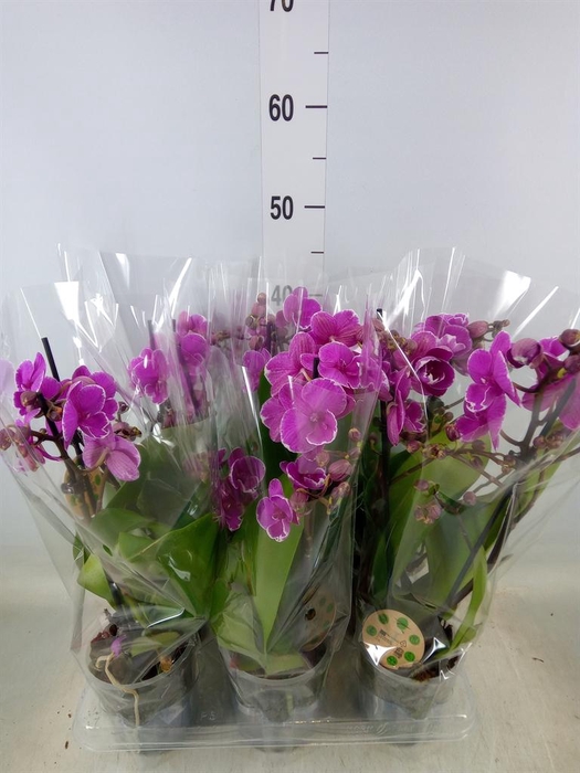 <h4>Phalaenopsis multi.   ...lilac</h4>