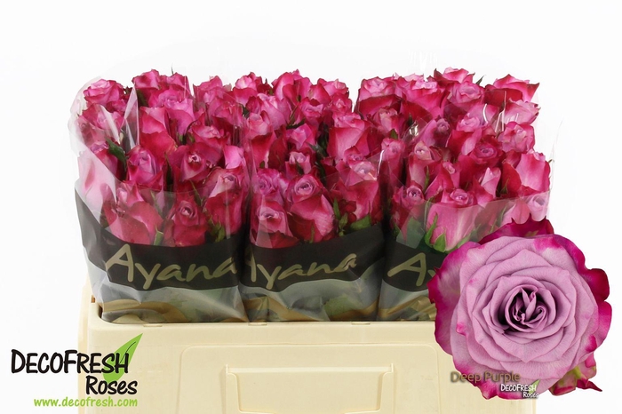 <h4>R Gr Deep purple</h4>