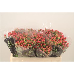 Hyp Tomato Flair Red