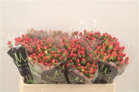 <h4>Hyp Tomato Flair Red</h4>