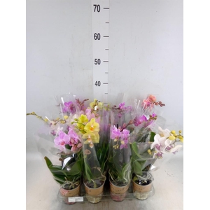 Phalaenopsis   ...mix