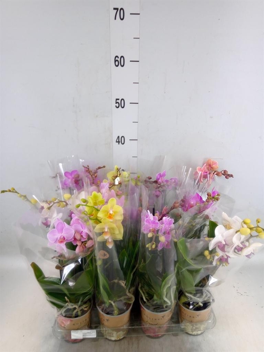 <h4>Phalaenopsis   ...mix</h4>