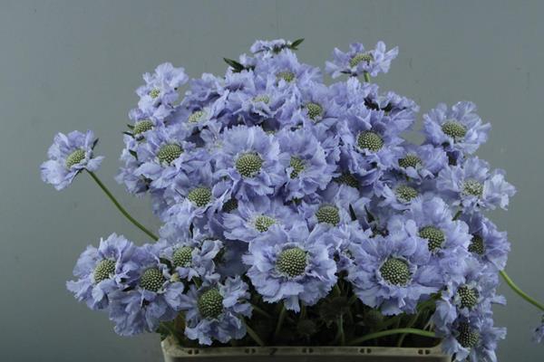 <h4>Scab C Lisa (lavendel) L65</h4>