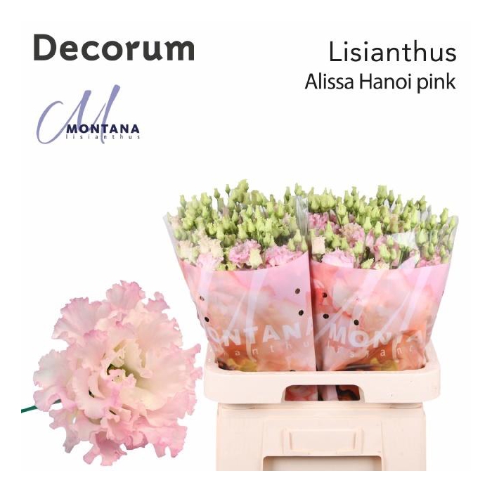 <h4>Eus G Alissa Pink</h4>