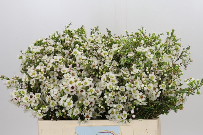 <h4>Chamelaucium Janelle</h4>