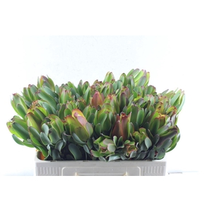 Leucad Laurel Yellow Extra