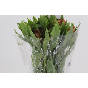 ALSTROEMERIA CINNAMON 080 CM