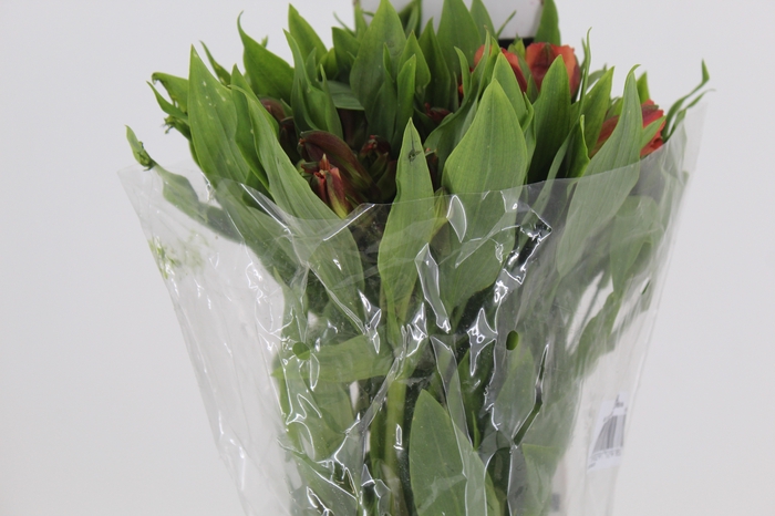 <h4>ALSTROEMERIA CINNAMON 080 CM</h4>