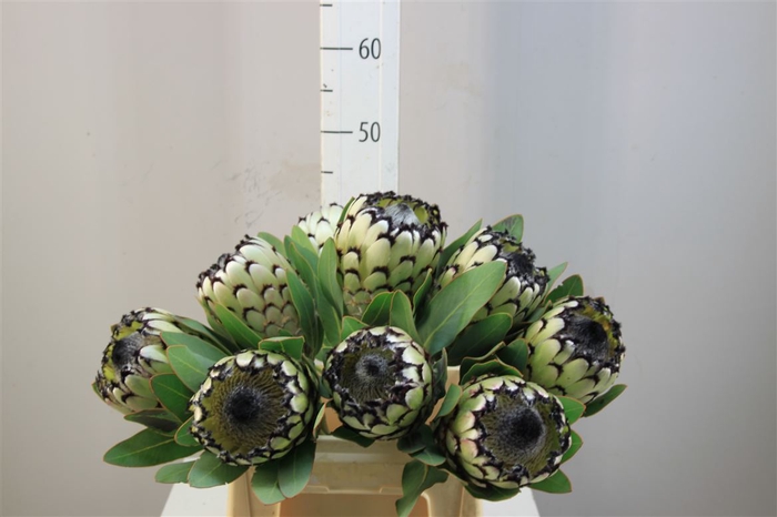 <h4>Protea Magnifica Snow Leopard</h4>