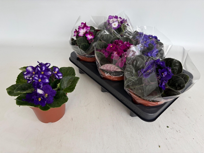 <h4>SAINTP GEM 6 KL</h4>