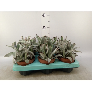 Kalanchoe NF tomentosa