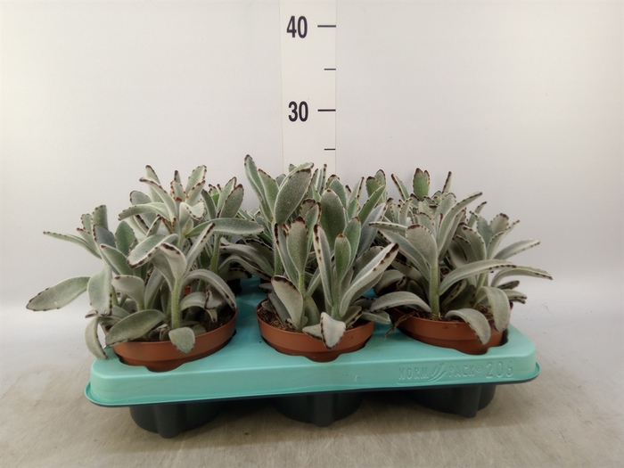 <h4>Kalanchoe NF tomentosa</h4>