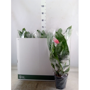 Aechmea fasciata 'Primera'
