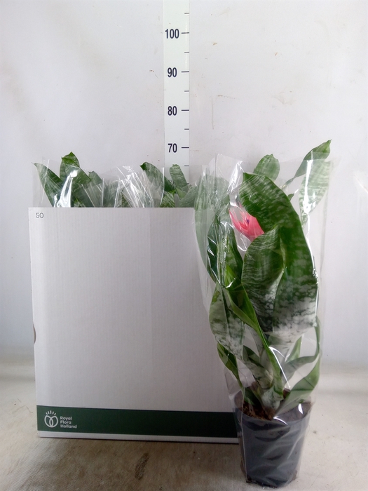 <h4>Aechmea fasciata 'Primera'</h4>