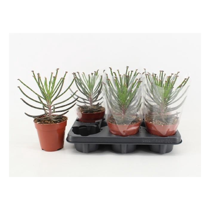 <h4>Kalanchoe Tubiflora</h4>