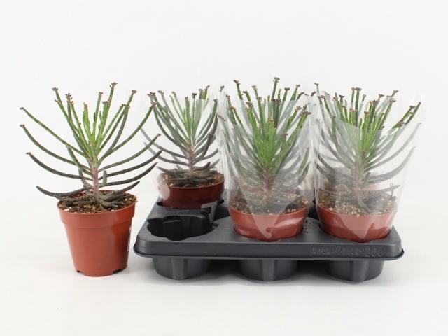 <h4>KALANCHOE TUBIFLORA</h4>