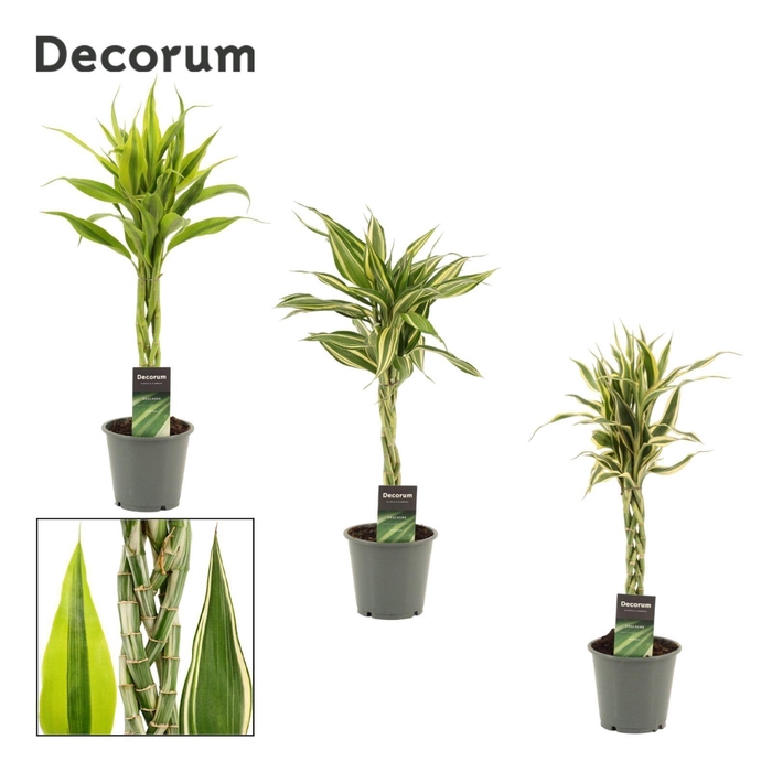 <h4>Dracaena Sanderiana vlecht mix 12 cm (Decorum)</h4>