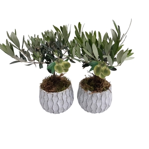 Arr.   Tuinplanten L%