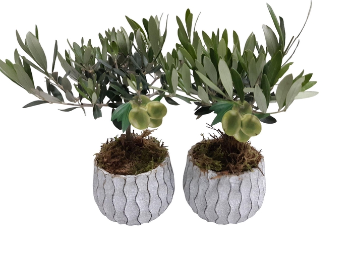 <h4>Arr.   Tuinplanten L%</h4>