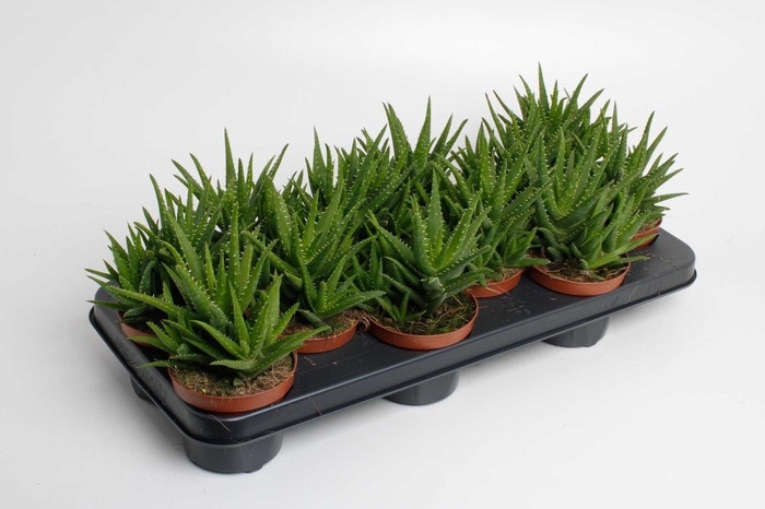 <h4>ALOE VERA</h4>
