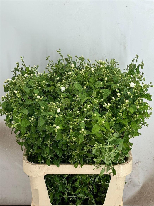 <h4>Philadelphus Snowbelle</h4>