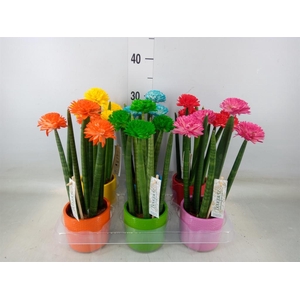 Sansevieria cyl.  ...