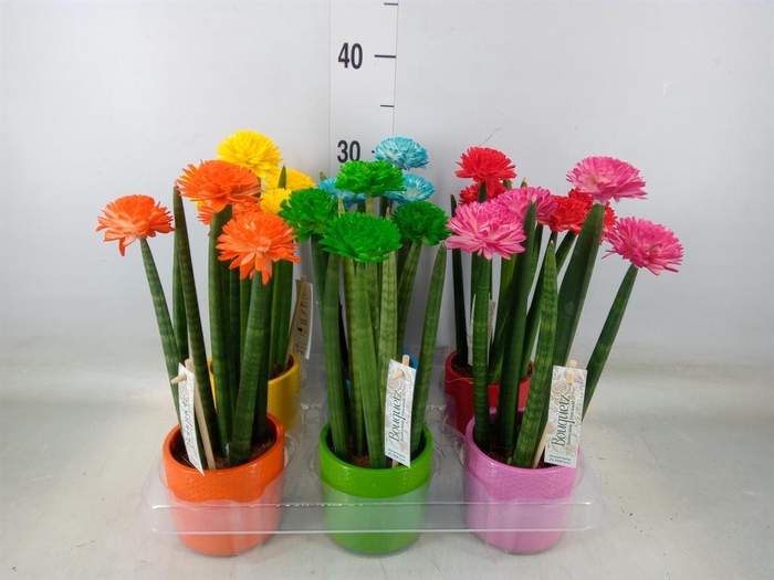 <h4>Sansevieria cyl.  ...</h4>