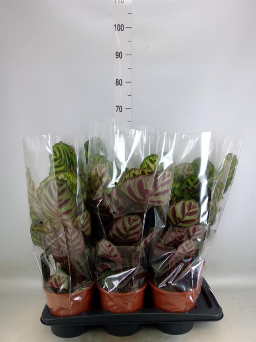 <h4>Calathea makoyana</h4>