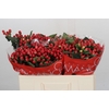 Hypericum True Romance