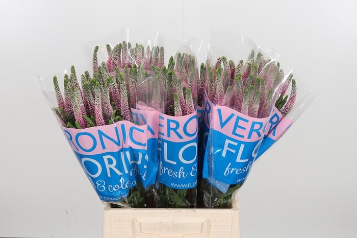 <h4>Veron Clea Roswhita</h4>